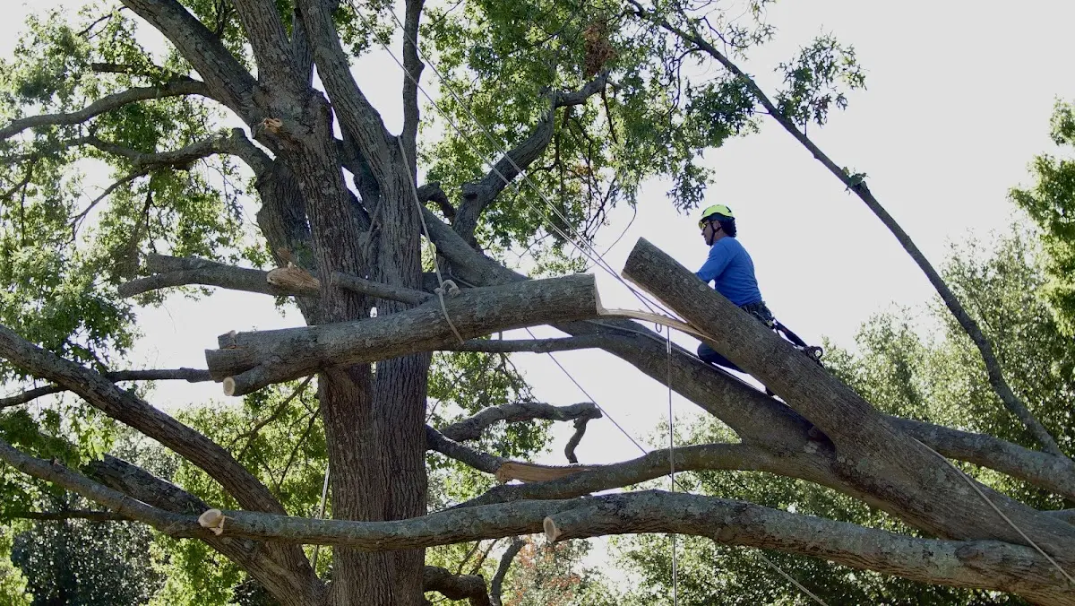 Professional Crown Thinning performed by certified arborists in Wasilla