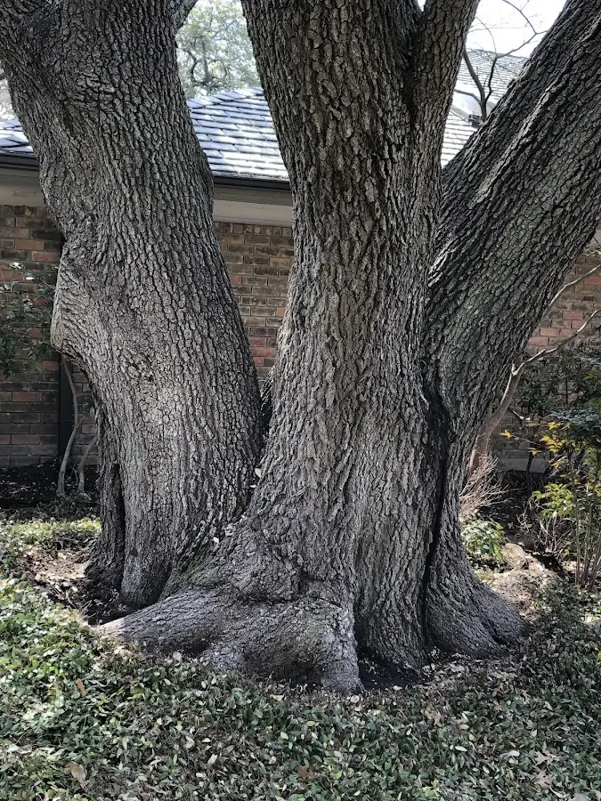 Mature heritage tree close to a Wasilla property cared for by certified arborists